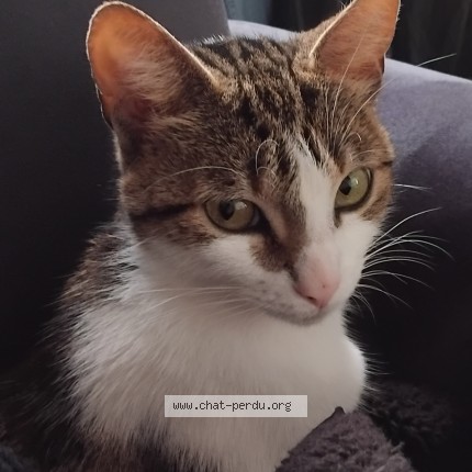 Photo de chat perdu à Arnouville