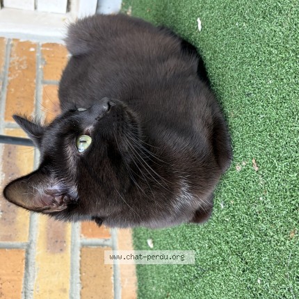 Photo 1/1 Chat retrouvé Perdu à Lomme