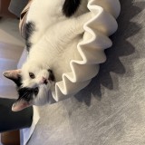 Bella