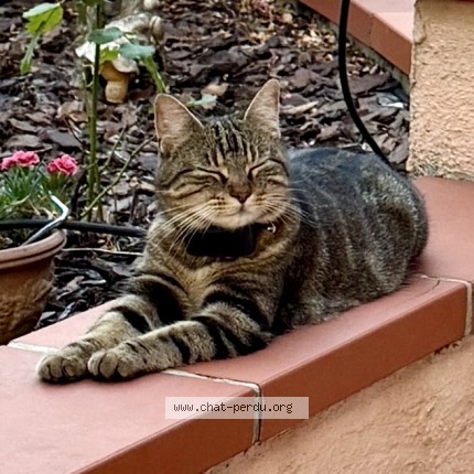 Photo de chat perdu à Castres