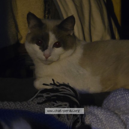 Photo 1/1 timal Chat perdu à Retiers