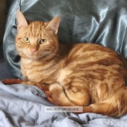 Photo de chat perdu à St Pierre Laval