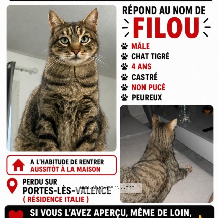Photo 1/1 Filou Chat perdu à Portes Les Valence