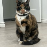 Mimi