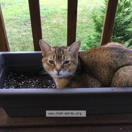 Photo de chat trouvé à Drummondville