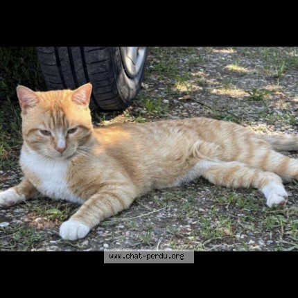 Photo 1/1 Tigrou Chat perdu à Gaillac