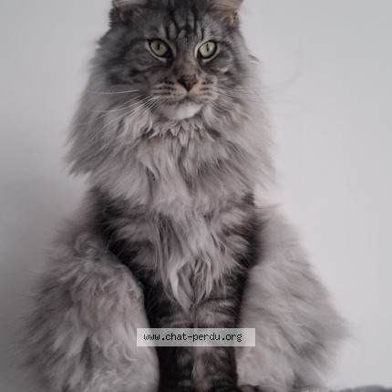 Photo de chat perdu à Bois De Cene