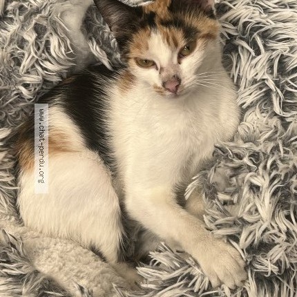 Photo de chat trouvé à Saint Quentin