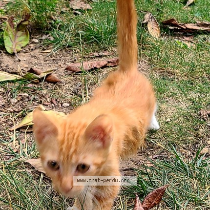 Photo de chat trouvé à Montpellier