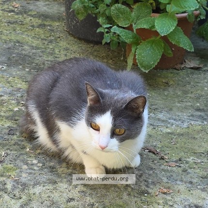 Photo 1/1 Chat retrouvé Perdu à Esquelbecq