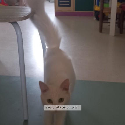 Photo de chat trouvé à Plerin