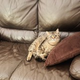 pasha