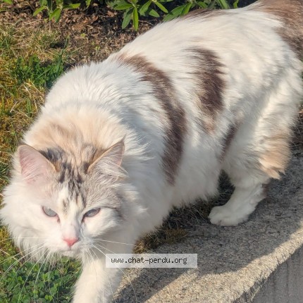 Photo de chat perdu à Osny