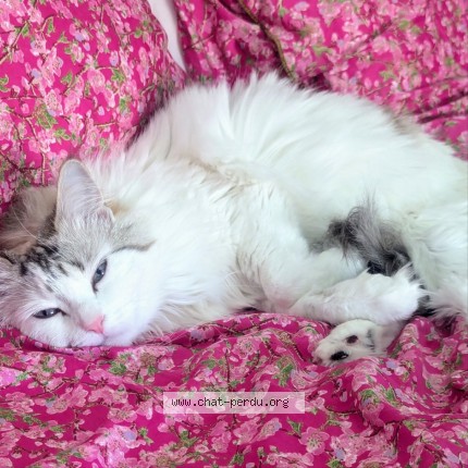 Photo 2/2 Freyja Chat perdu à Osny