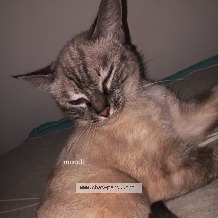 Photo de chat perdu à Dornes
