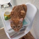 simba