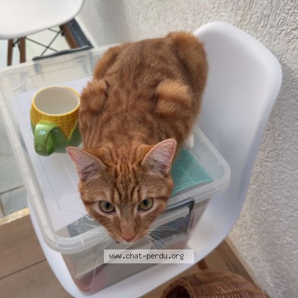 Photo 1/1 Chat retrouvé Perdu à Montigny Le Tilleul
