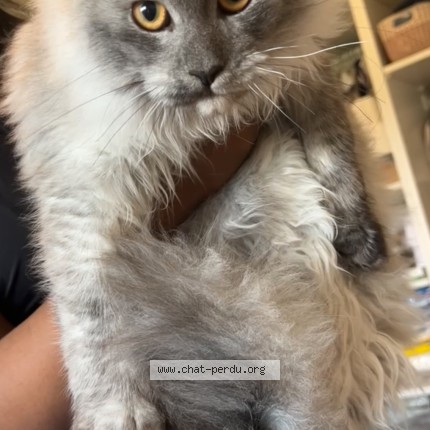Photo de chat perdu à Castres