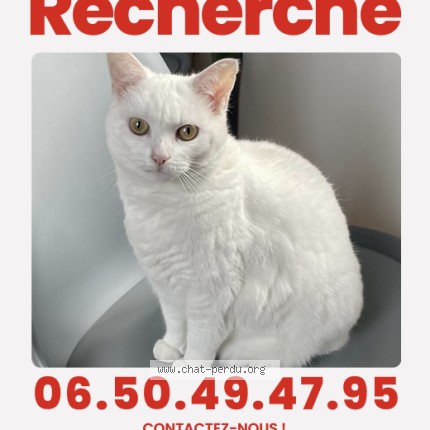 Photo 1/1 Chat retrouvé Perdu à Sainte Luce Sur Loire