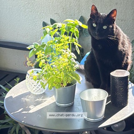 Photo de chat perdu à Roissy En Brie