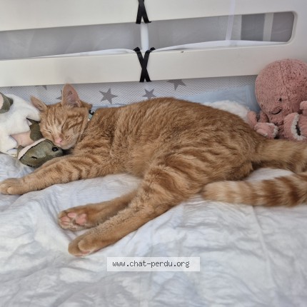 Photo 1/1 Athéna Chat perdu à Nimes