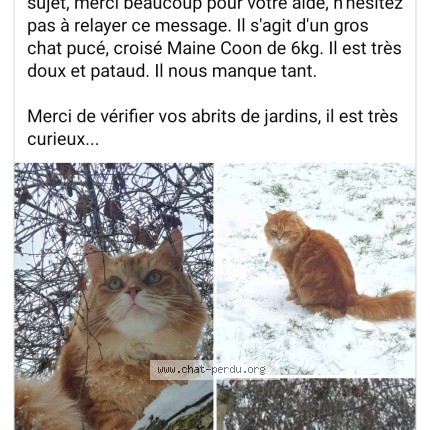 Photo 1/1 Flammy Chat perdu à Hannut