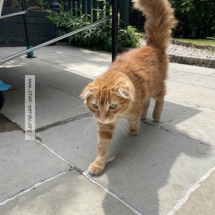 Photo 1/1 Chat trouvé Trouvé à Boulogne Billancourt