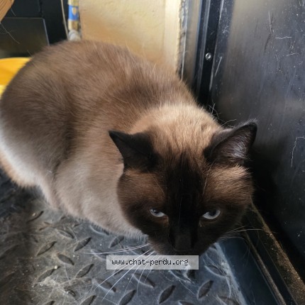 Photo 1/1 Chat trouvé Trouvé à Paris