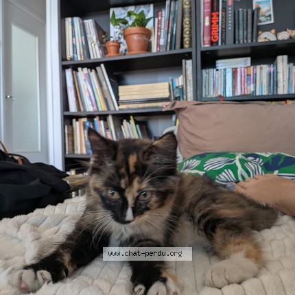 Photo de chat trouvé à Toulouse