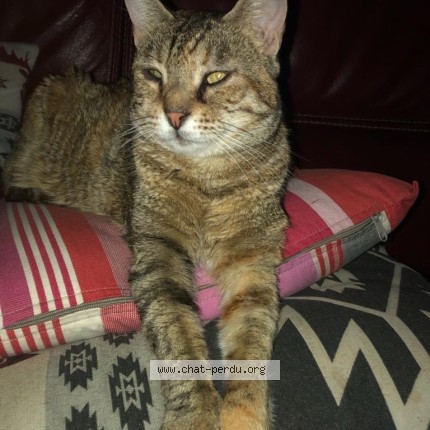 Photo 1/1 Lady Chat perdu à Anglet