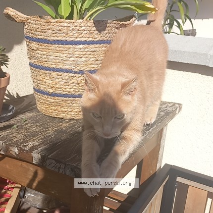 Photo 1/1 SAYA Chat perdu à Hanches