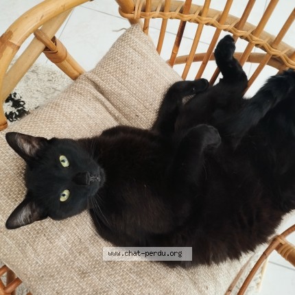 Photo 1/1 Chat retrouvé Perdu à Quimper