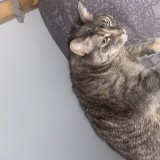 maggie