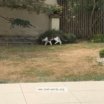 Photo 1/1 Chat trouvé Trouvé à Le Vigen