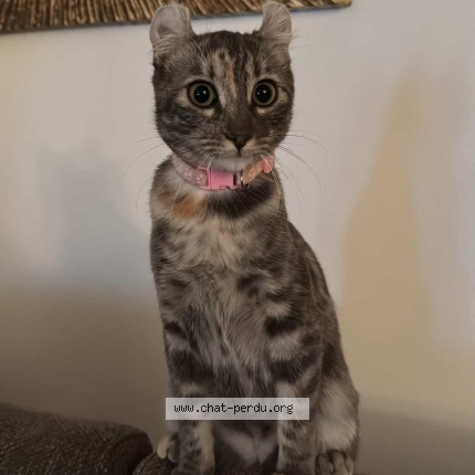Photo de chat retrouvé à Talence
