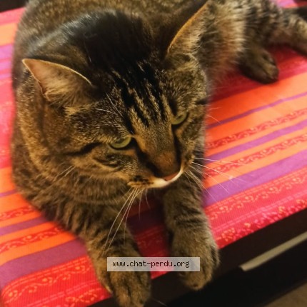 Photo de chat perdu à Saint Raphael Les Agay