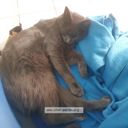 Photo 1/1 Touille Chat perdu à Biscarosse