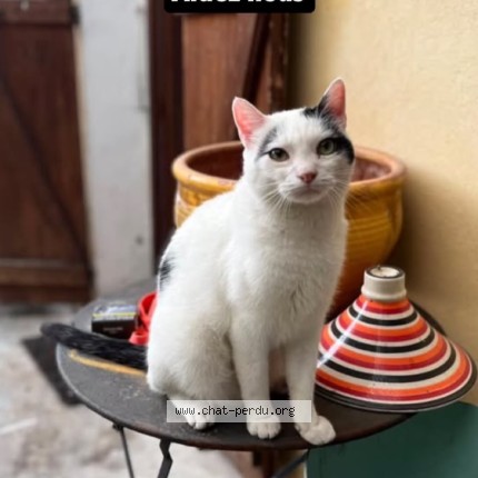 Photo 1/1 miamoun Chat perdu à Marseille