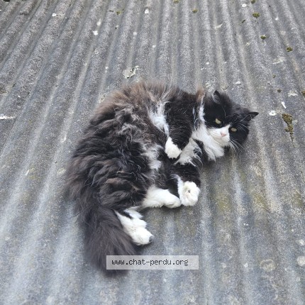 Photo 1/1 - Chat perdu à Niort