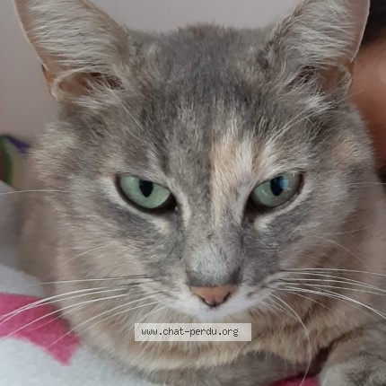 Photo de chat perdu à Dammarie Sur Loing