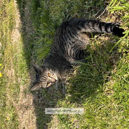 Photo de chat perdu à Frejus