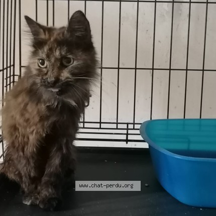 Photo de chat trouvé à Surgeres