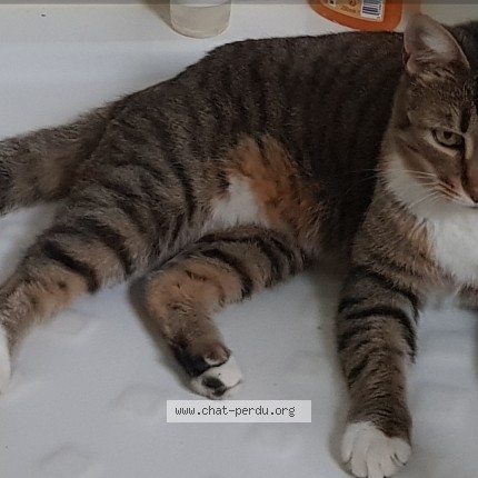 Photo 1/1 Calcetin dite Titine Chat perdu à Saffres