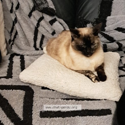 Photo de chat perdu à St Mars De Locquenay