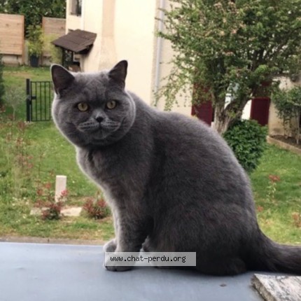 Photo de chat perdu à Saint Pierre Du Perray