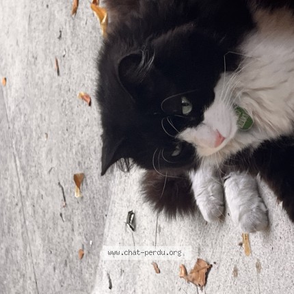 Photo 1/1 Punto Chat perdu à Fontaine