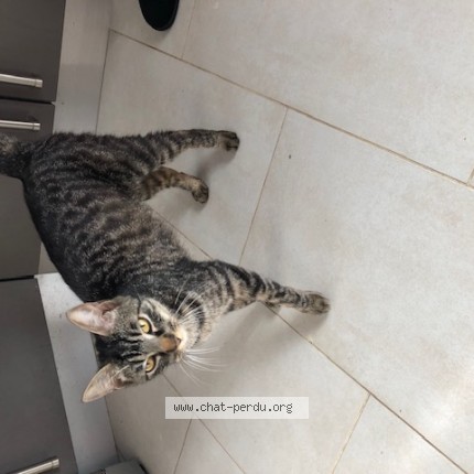 Photo 1/1 Chat trouvé Trouvé à Neuville Aux Bois