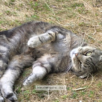 Photo 1/1 Chat trouvé Trouvé à Roissy En Brie