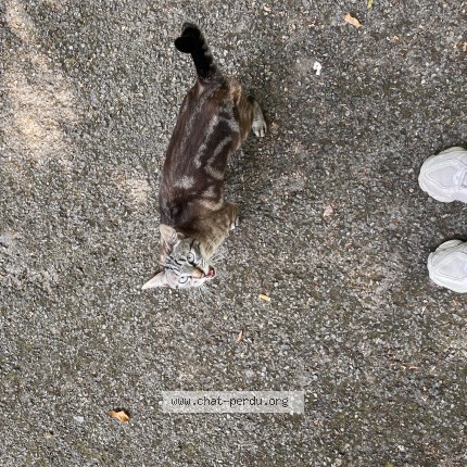 Photo de chat trouvé à Nantes