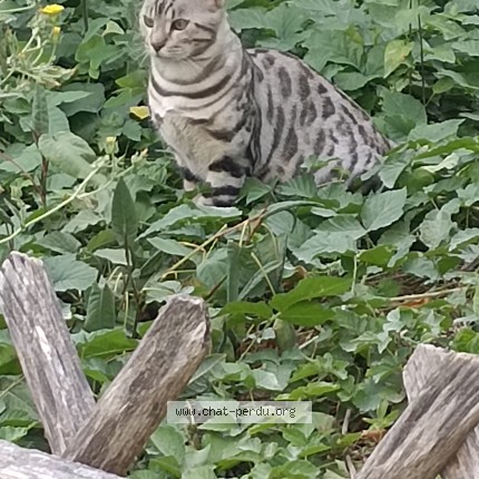 Photo 1/1 Chat retrouvé Trouvé à Paris